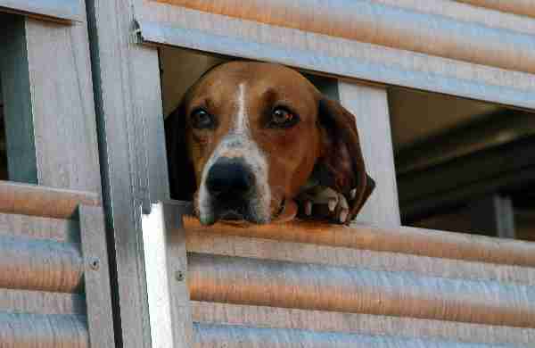 hound